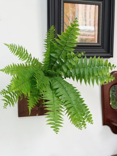 板植垂钓植物霸王蕨苔藓球钻石翡翠宿舍植物新手好养耐阴耐旱挂墙