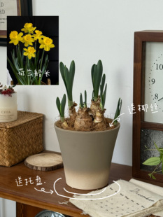 年宵花进口洋水仙盆栽荷兰船长室内客厅花卉桌面好养耐寒新手植物