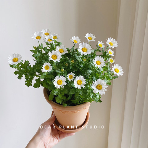 雏菊绿植阳台花卉植物盆栽