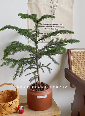 亲爱的绿植北欧风南洋杉盆栽家居新年装饰氛围好养小型圣诞树植物