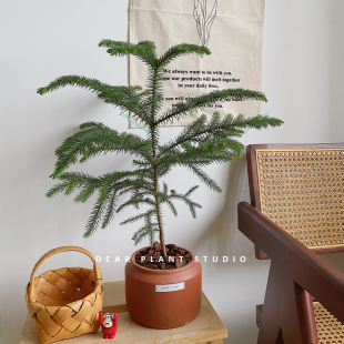 亲爱 饰氛围好养小型圣诞树植物 绿植北欧风南洋杉盆栽家居新年装