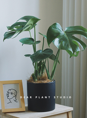 亲爱的绿植龟背竹大盆栽办公室ins网红真花净化空气好养客厅植物