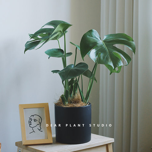 好养绿植龟背竹盆栽网红真花客厅