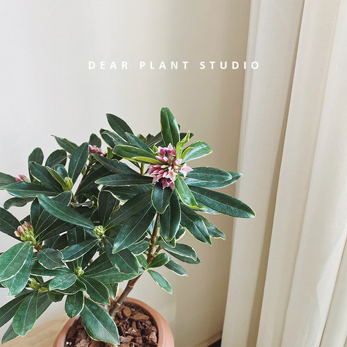 DearPLant金边瑞香室内开花植物