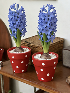 亲爱的绿植 风信子盆栽室内客厅绿植花卉好养四季耐寒高颜值植物