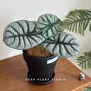 好养绿植盆栽 白犀牛海芋北欧ins风室内客厅办公室四季 亲爱 绿植