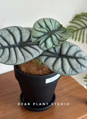 亲爱的绿植 白犀牛海芋北欧ins风室内客厅办公室四季好养绿植盆栽