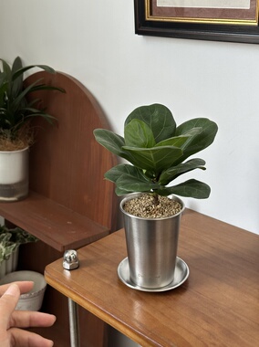 巴比榕琴叶榕桌面小盆栽韩式ins风室内客厅办公室桌面植物好养