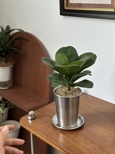 巴比榕琴叶榕桌面小盆栽韩式 ins风室内客厅办公室桌面植物好养