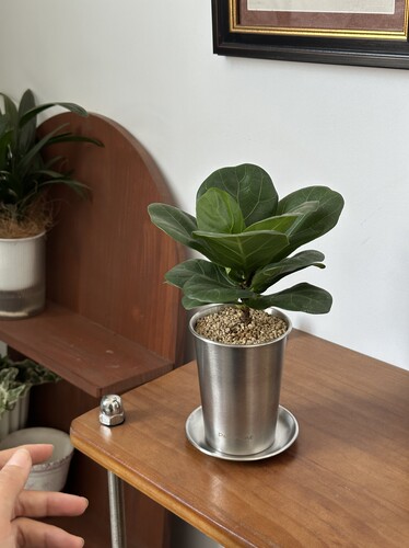 巴比榕琴叶榕桌面小盆栽韩式ins风室内客厅办公室桌面植物好养