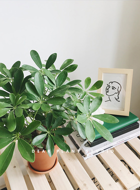 亲爱的绿植鸭脚木室内客厅植物北欧风家居耐寒鸭掌木八方来财盆栽