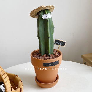 亲爱 绿植龙神木仙人柱盆栽办公室内防辐射创意沙生蓝柱多肉植物