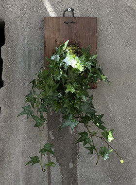常春藤爬藤绿植四季长青植物庭院阳台攀援花卉常青藤苗四季不落叶