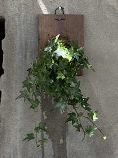 常春藤爬藤绿植四季长青植物庭院阳台攀援花卉常青藤苗四季不落叶