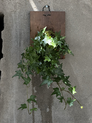 常春藤爬藤绿植四季长青植物庭院阳台攀援花卉常青藤苗四季不落叶