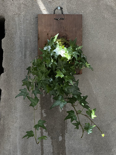 常春藤爬藤绿植四季长青植物庭院阳台攀援花卉常青藤苗四季不落叶