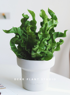 亲爱的绿植火焰鸟巢蕨植物室内好养浴室观赏小绿植办公桌室内盆栽