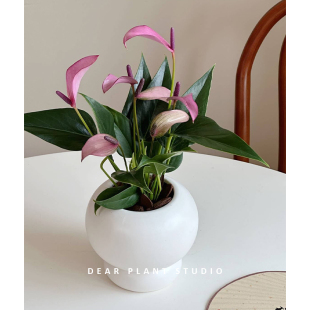 亲爱 紫掌齐祖净化空气观叶花卉盆栽书房办公室内桌面绿植 绿植