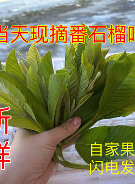 新鲜现摘番石榴叶子野生红心番石榴叶芭乐叶子茶 喂养竹节虫