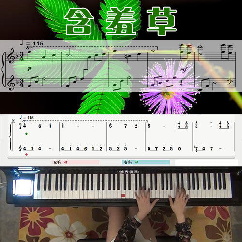 含羞草 五线谱简谱钢琴教学课程 悠秀