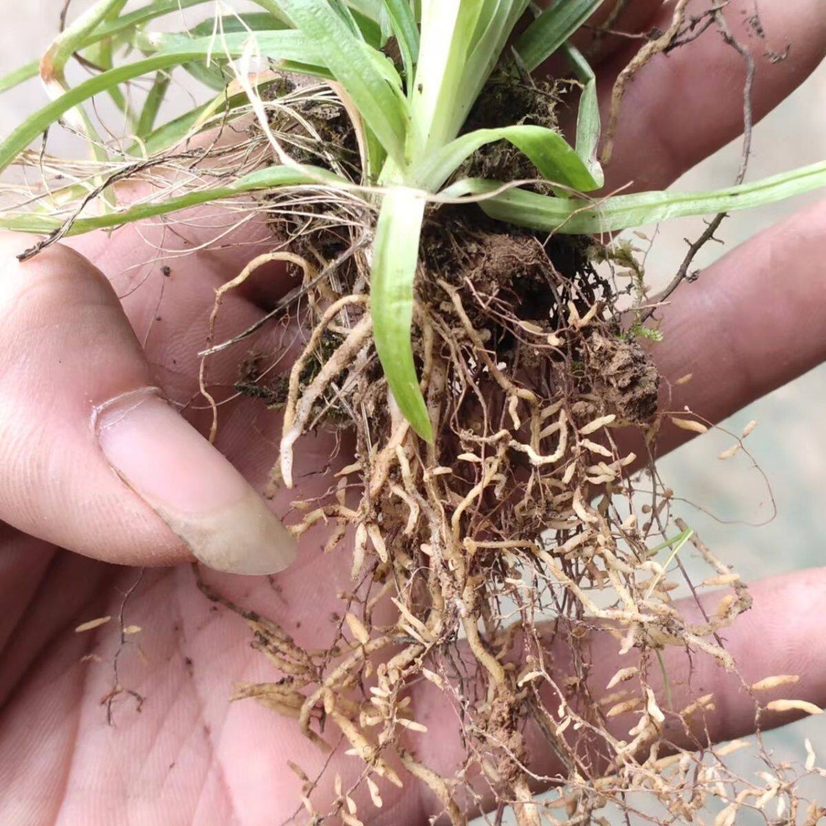 四川野生新鲜肺经草晒干小肺心草肺筋草梅花草金线吊白米晒干发货