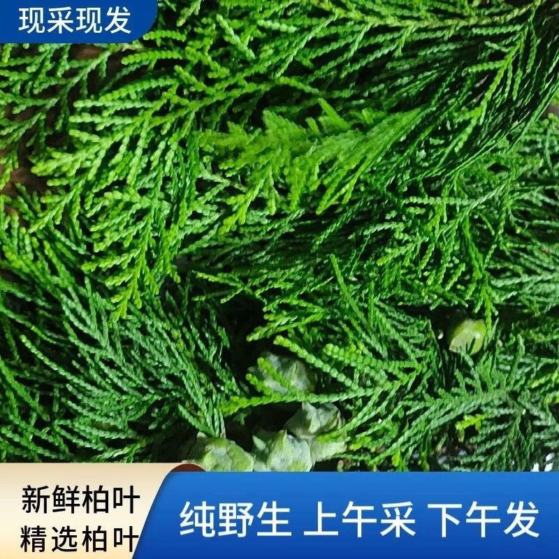野生新鲜柏树枝叶现摘野生扁柏叶侧柏叶洗发水泡酒柏树叶侧柏树叶