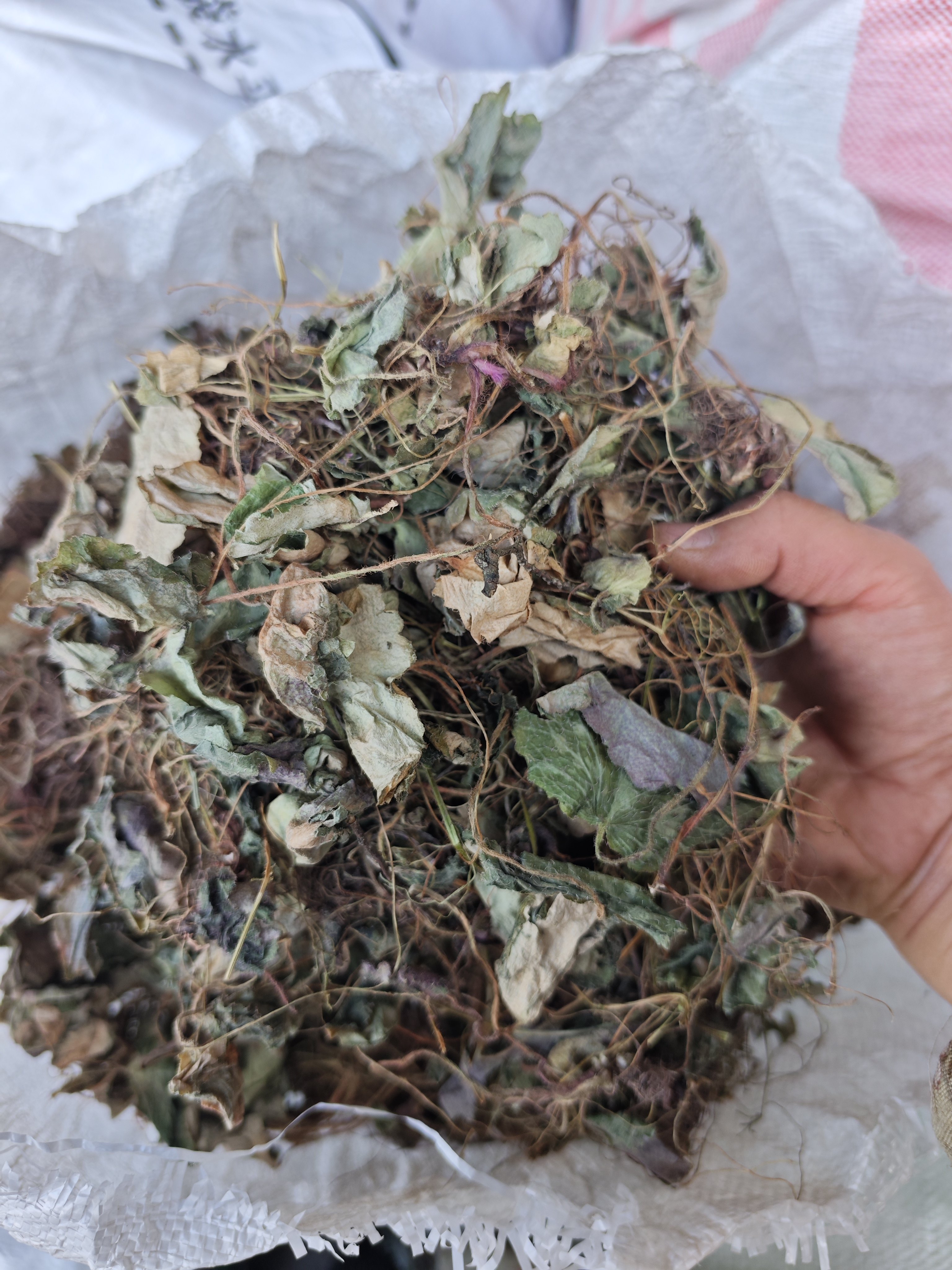 秦岭深山野生虎耳草干货虎儿草通耳草老虎耳金线吊芙蓉金丝荷叶