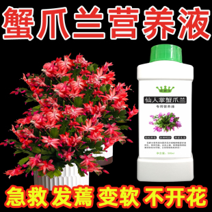 蟹爪兰专用营养液催花促开花肥料专用肥叶子发蔫变软干瘪怎样补救