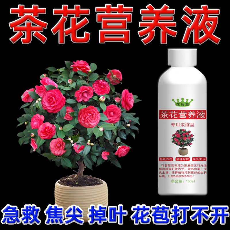 茶花专用营养液促开花肥料专用肥酸性黄叶落叶叶尖发黑枯焦怎么办