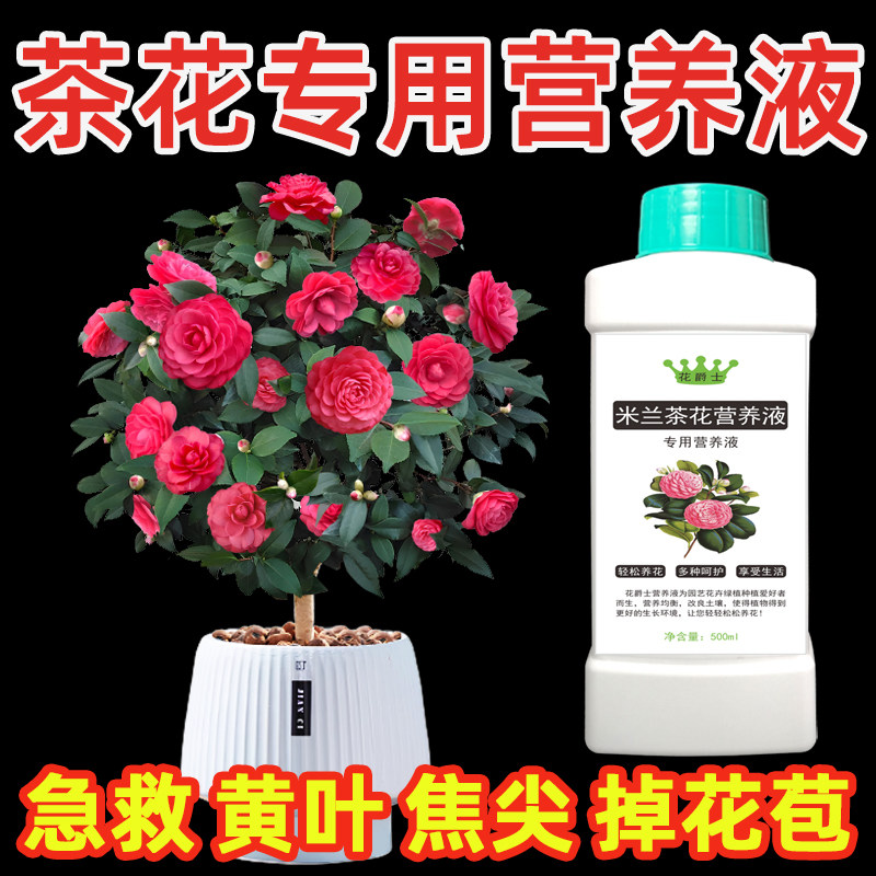 山茶花专用营养液酸性茶花开花肥料专用肥黄叶落叶叶尖枯焦怎么办