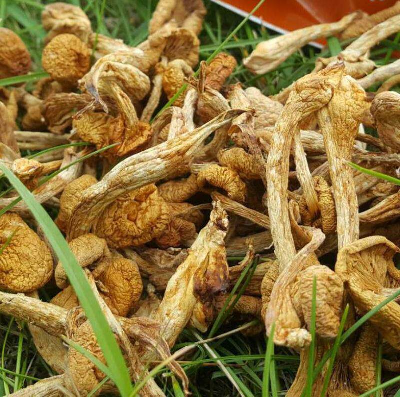 大兴安岭新干货特产野生滑子菇黄油蘑珍珠食用菌小黄250g