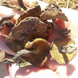 散装新货东北特产蘑菇大兴安岭野生粘团子松蘑干货500克配送袋装