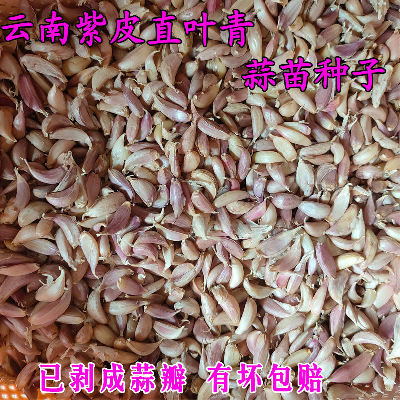 云南紫皮狗牙蒜硬直叶红根蒜苗种