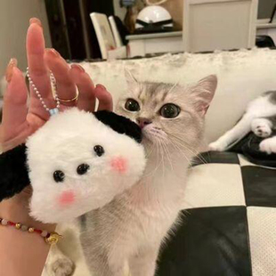 帕恰狗包包毛绒挂件布玩偶公仔钥匙扣U盘挂饰可爱围巾效果车挂件