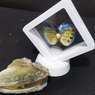 河蚌盲盒易拉罐头天然小珍珠蚌活蚌自己开一蚌一珠单珠蚌壳项链坠