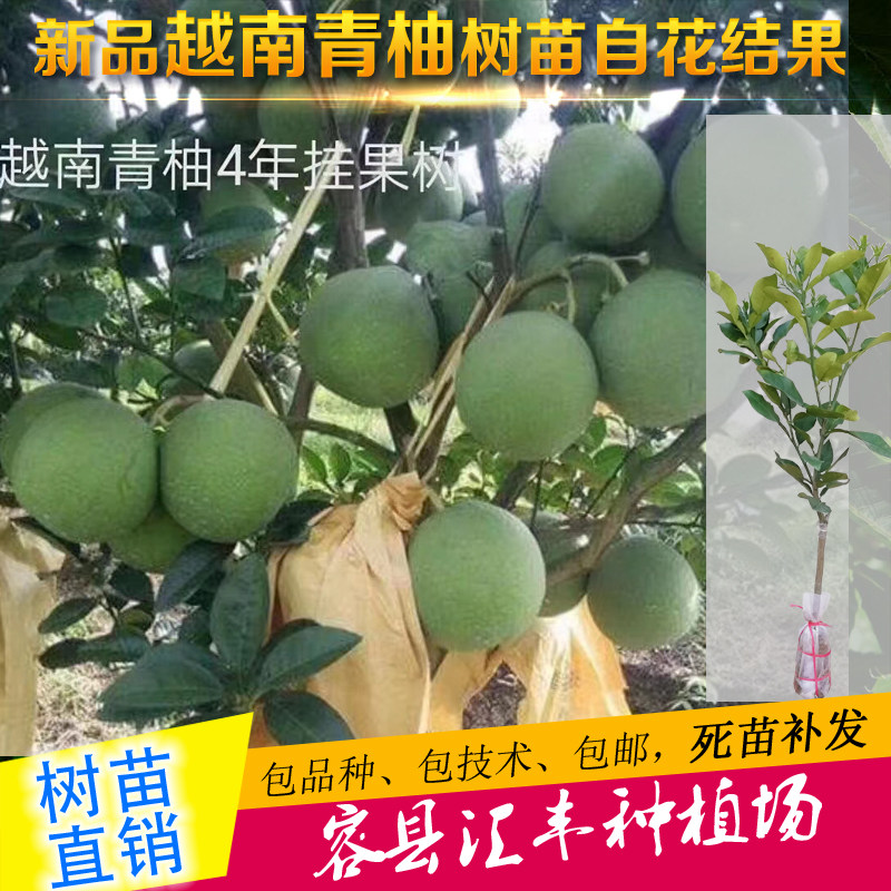 越南翡翠红肉庭院种植柚子树苗