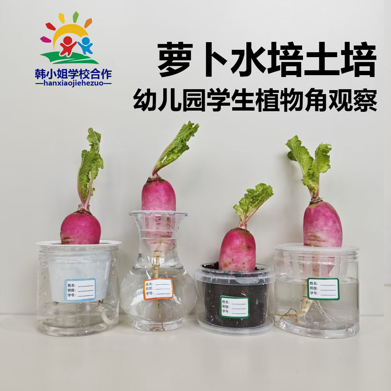 萝卜土培水培自然角观察幼儿园