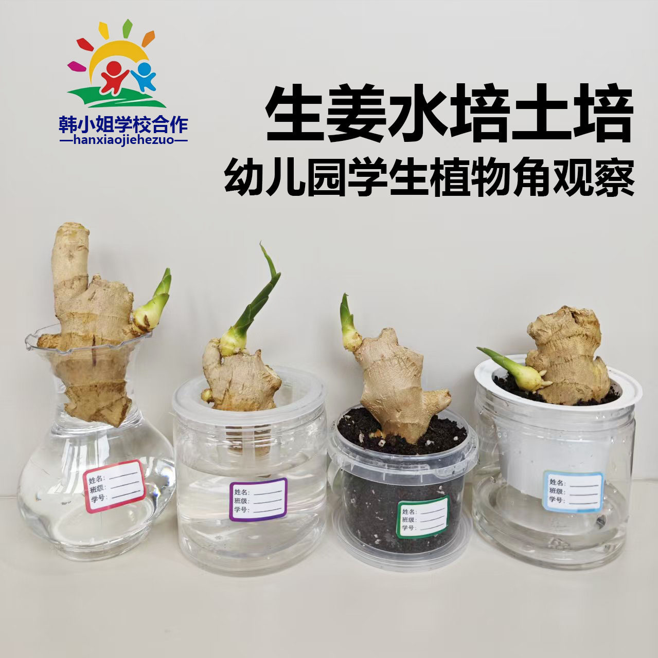 土培水培生姜种根块盆栽幼儿园小学生长观察日记蔬菜苗植物角