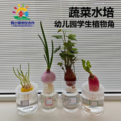 幼儿园小学生观察，水培，土培