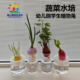 蔬菜水培种植幼儿园自然角块茎类盆栽苗儿童学生自然科学观察记录