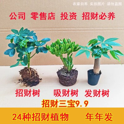 发财树招财树，招财室内绿植