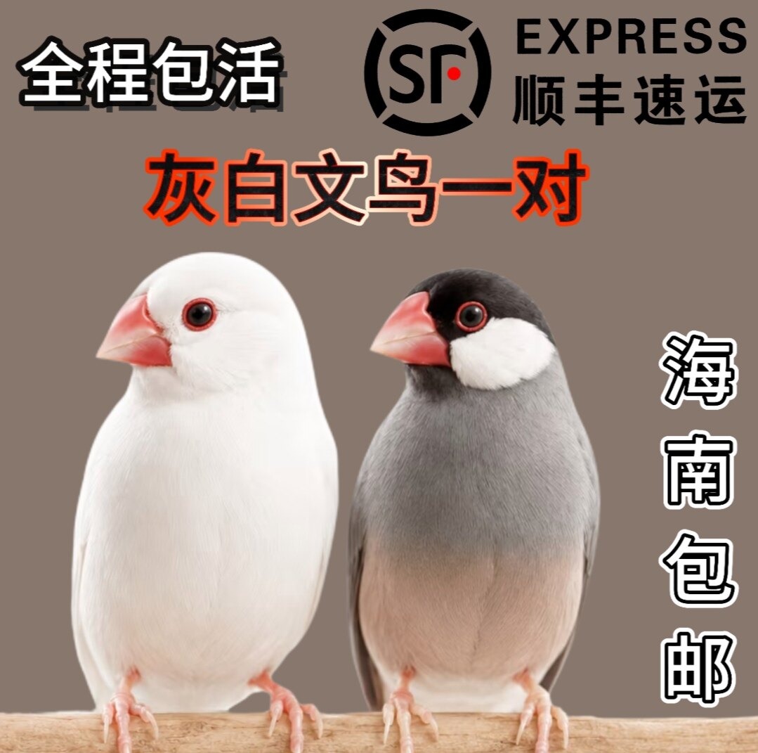 灰白文鸟一对公母可繁殖观赏鸟