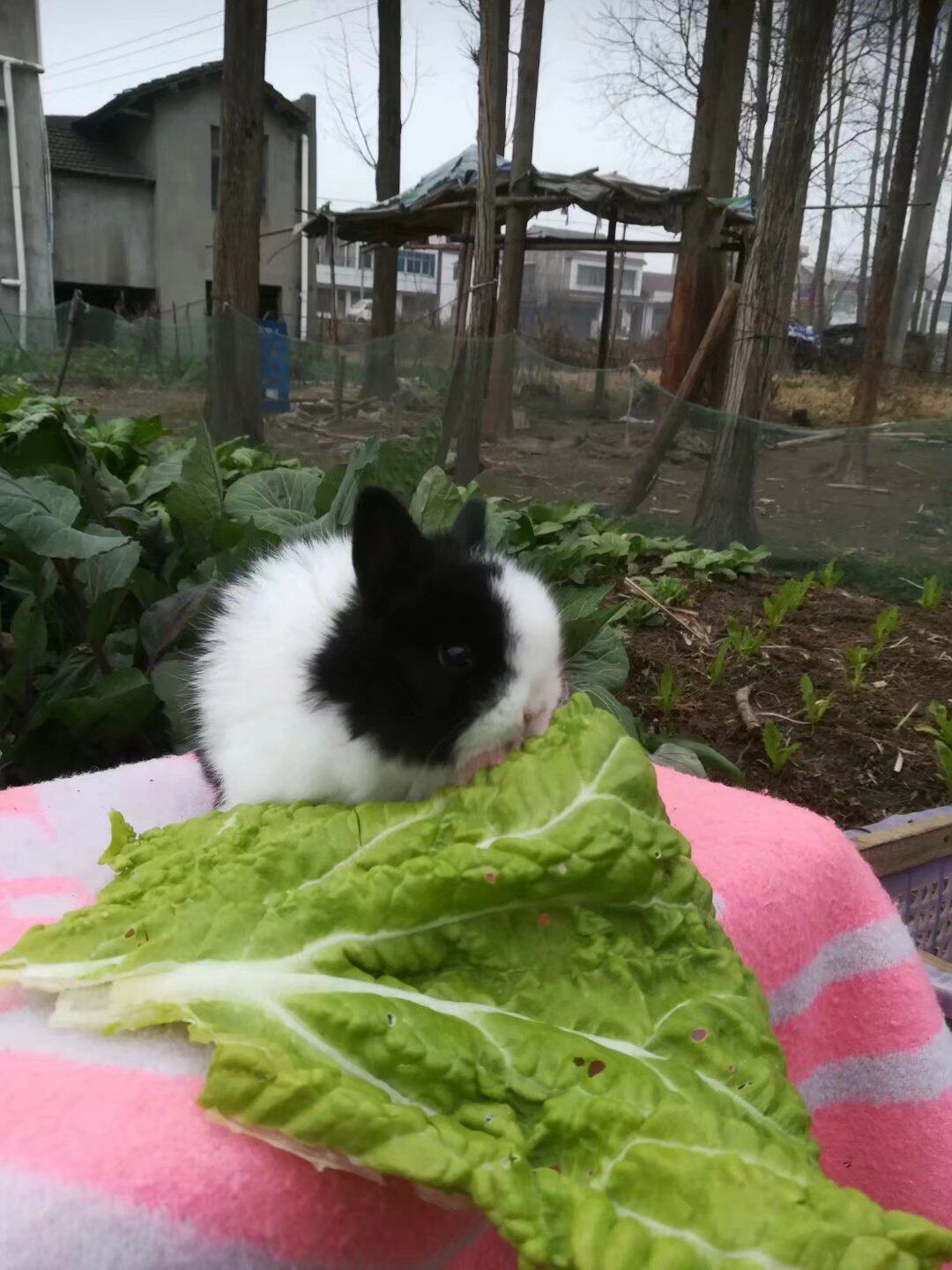 实拍家养黑白道奇安哥拉兔宝宝30天  疫苗已打