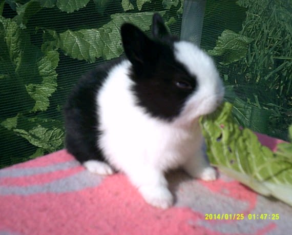 家养黑白道奇侏儒兔宝宝  疫苗已打