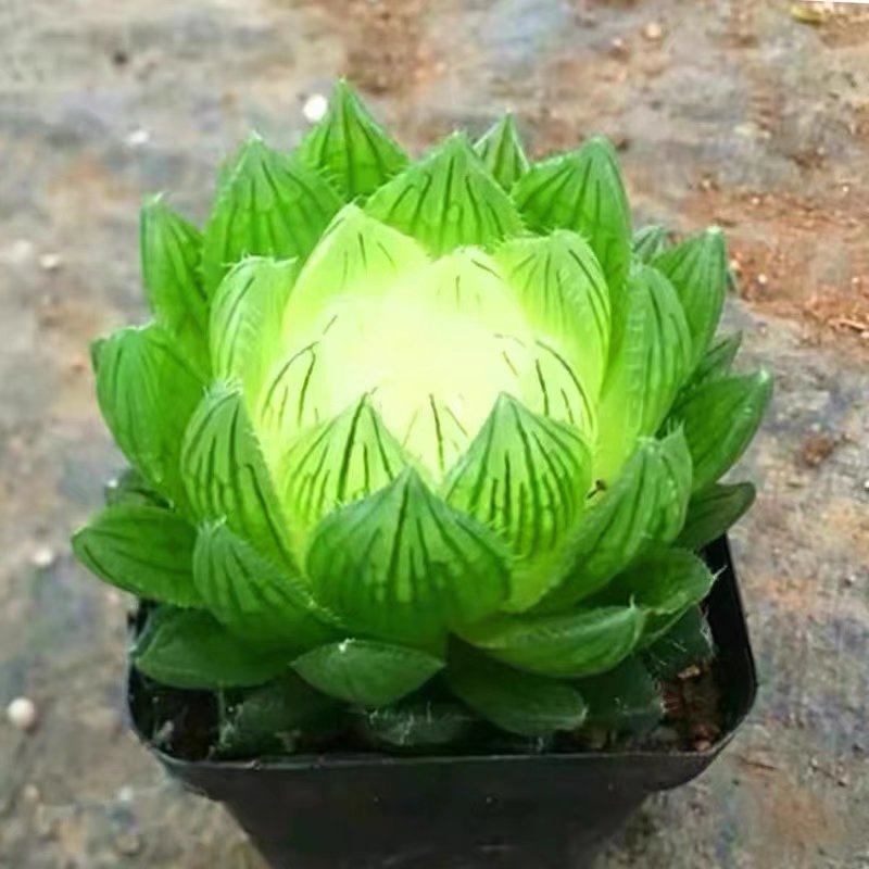 云南花高级稀有精品盆栽大颗宝莲灯玉露锦多肉植物室内美观防辐射