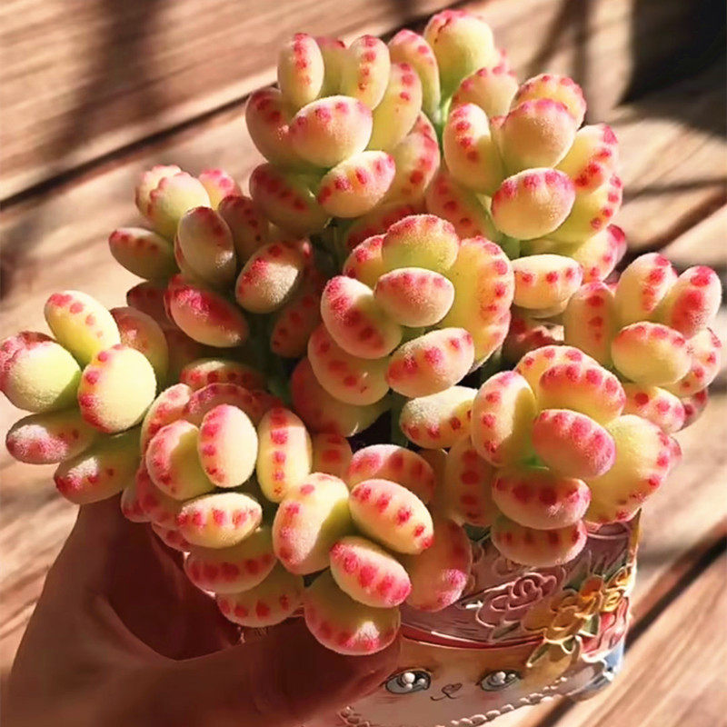 云南直发稀有精品大颗好养多肉植物白熊锦室内阳台防辐射盆栽绿植