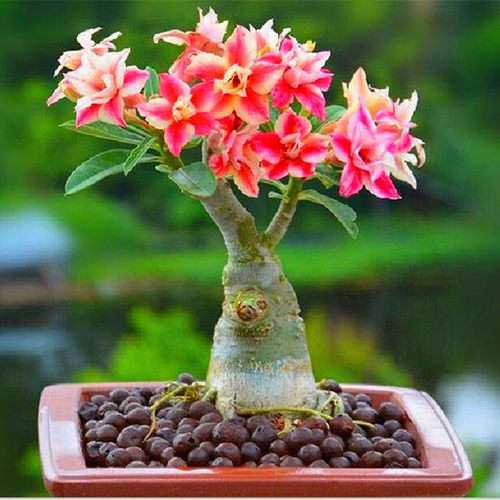 多肉植物沙漠玫瑰销量排行榜 多肉植物沙漠玫瑰品牌热度排名 小麦优选