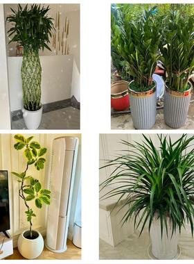 六安市霍邱县舒城金寨霍山县同城鲜花店配送开业绿植发财树天堂鸟