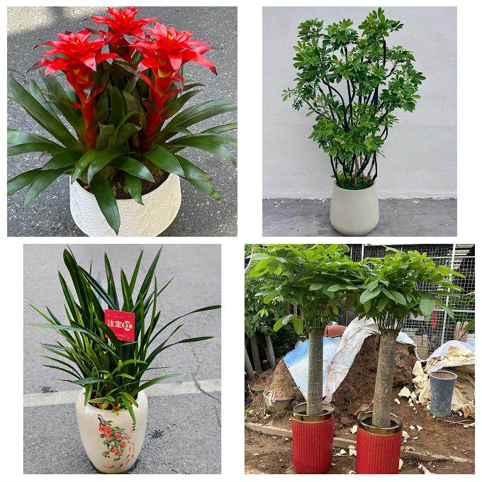 郑州市荥阳新密市新郑登封市同城花店乔迁入新居开业绿植送发财树