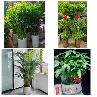 送许昌市襄城县禹州市长葛市同城绿植花卉送发财树绿萝柱公司开业
